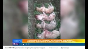 Сюжет РЕН-ТВ о расстреле собак, принадлежащих охотнику из Лысьвы