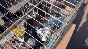 Всероссийская ярмарка голубей. Россия г.Воронеж. 20.05.2023 Редкие породы голубей. Воронеж удивляет