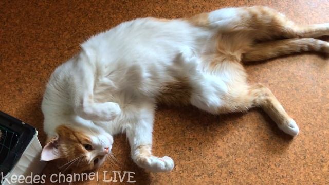 Спящие котики. Самое милое видео про Рыжика и Печеньку смотреть онлайн