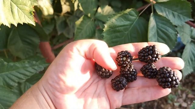 Обзор двух сортов Ежевики Лох Тей и Блек Сатин смотреть онлайн