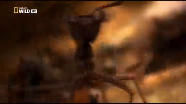 Владимир Николаев. "Танцы вокруг банановой кожуры" (1992) смотреть онлайн