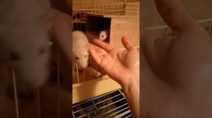 Приручаем Дамбо крыску)