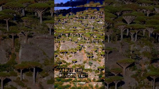 The Dragon Tree #facts about the dragon Tree #amazingfacts смотреть онлайн