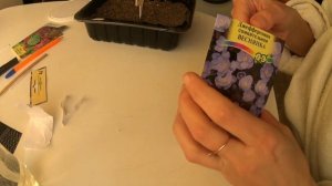 sowing on seedlings of jeffersonia and young