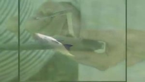 Селитёрная рыба!Всё о паразитах,которые живут в рыбе,и можно ли есть селитёрную рыбу!