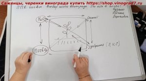 Идеальный сорт винограда, почвопоглощающий комплекс ППК, что доступно/недоступно растениям в почве?