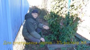 Обработка ежевики осенью