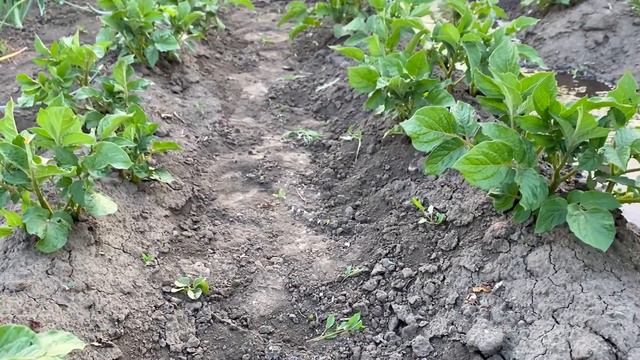 Полив картоплі. Полив у міжряддя.