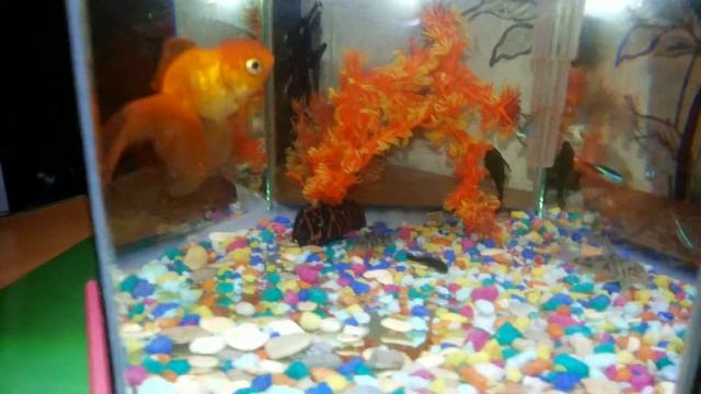 Золотая рыбка 20 л. смотреть онлайн