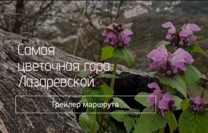 Самая цветочная гора Лазаревской