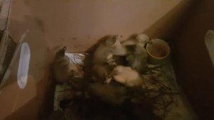 Утки индийские бегуны - начало! Возраст 5 дней.