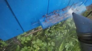 Косим траву на пасеке.