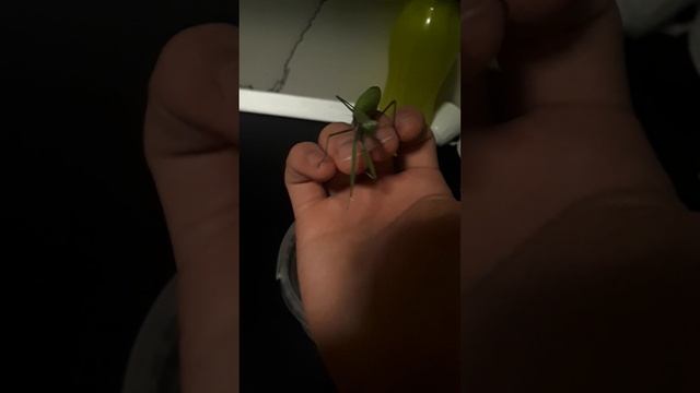 Оотека богомола на зимовке. смотреть онлайн