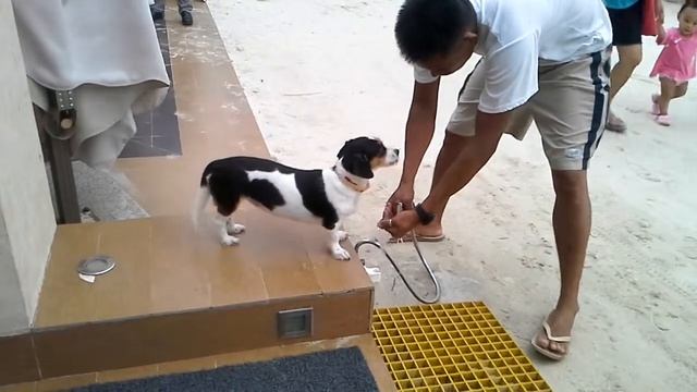 Собака. Боракай. смотреть онлайн