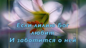 Если лилию Бог любит