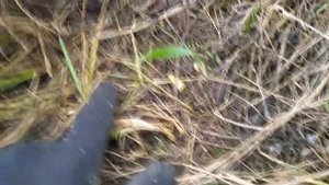 ЛАТУНЬ. СВИНЕЦ. ПОИСК МЕТАЛЛОЛОМА БЕЗ МЕТАЛЛОИСКАТЕЛЯ. ПЛАВКА СВИНЦА. ЦВЕТНОЙ МЕТАЛЛ ВОКРУГ НАС