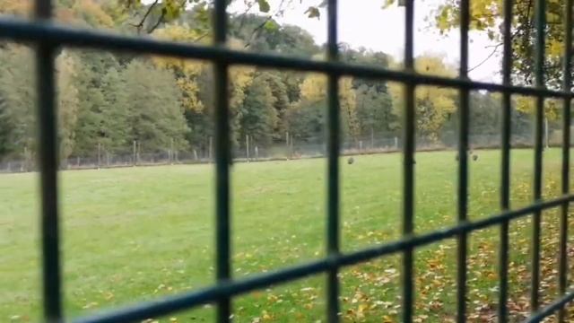 ферма кенгуру ( для мяса ) идея для бизнеса смотреть онлайн