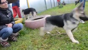 Социализация щенка ВЕО