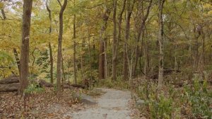 English Forest Sounds Relaxing Nature Sounds Birds Singing In The Morning Forest