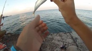 Жор ставриды с пирса на все!попалась камбалка)/ stavrida fishing in the black sea
