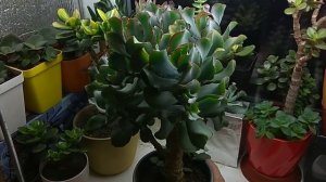 Crassula arborescens Undulatifolia "Curly bird" Денежное дерево "Кудрявая птица"