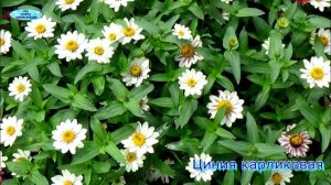 КРАСИВЫЕ ЦВЕТЫ (слайд-шоу)