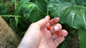 Как растет алоказия в естественных условиях Китая . Цветение и размножение семенами