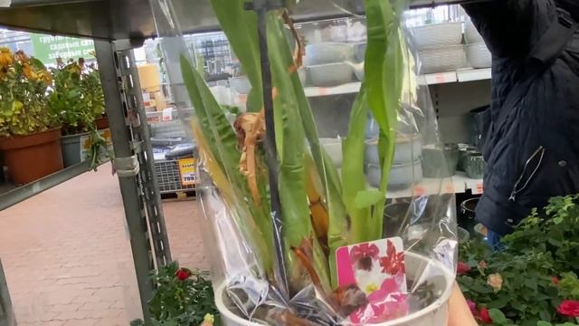 "ОБИ" ВОСХИТИТЕЛЬНЫЕ ВАНДЫ / НА РЕДКОСТЬ ОТЛИЧНЫЕ ОРХИДЕИ В ОТДЕЛЕ "ОБНЯТЬ И ПЛАКАТЬ" смотреть онлайн