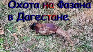 Хорошая Охота на Фазана в Дагестане
