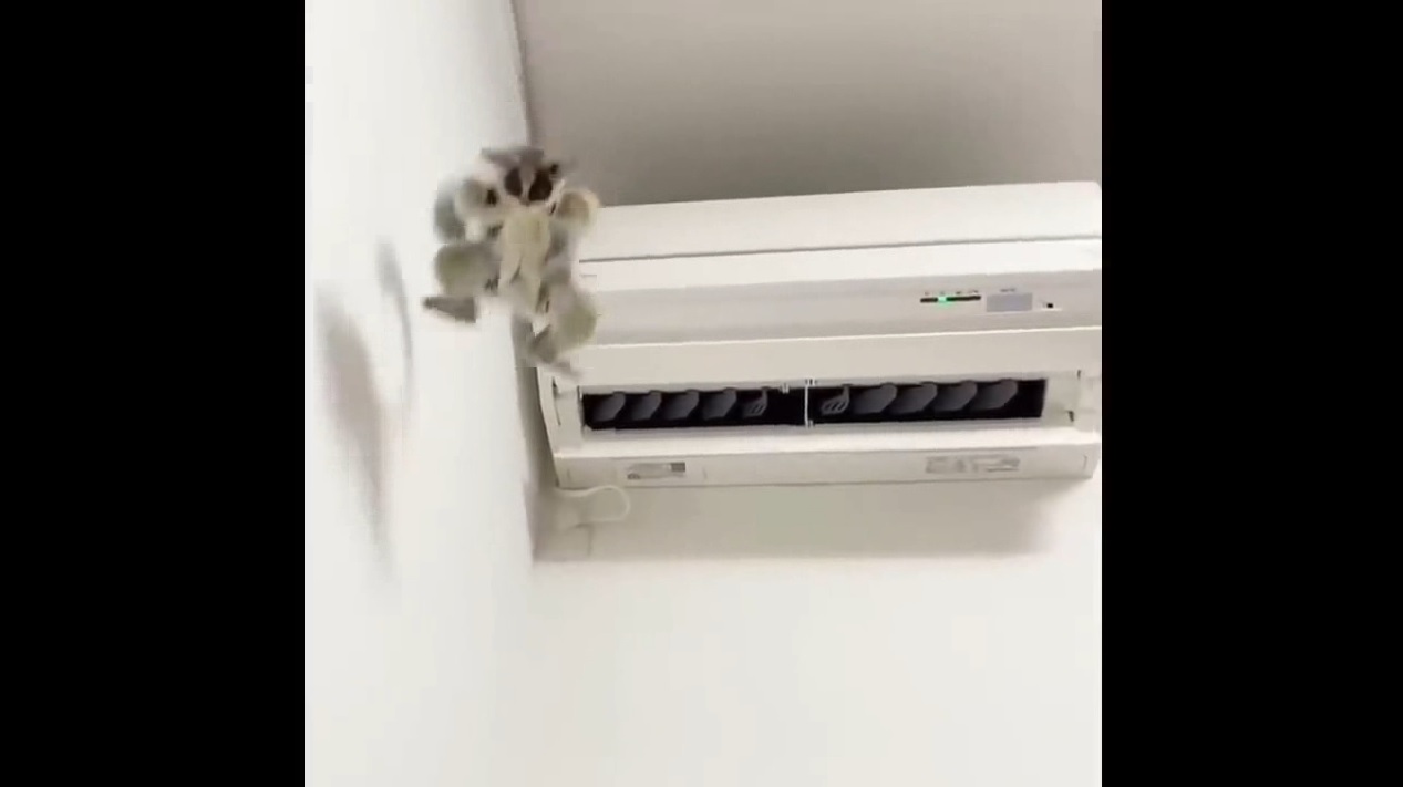 Смешные питомцы #13 смотреть онлайн