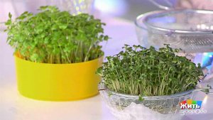 Ростки брокколи. Жить здорово! Фрагмент выпуска от 06.09.2017