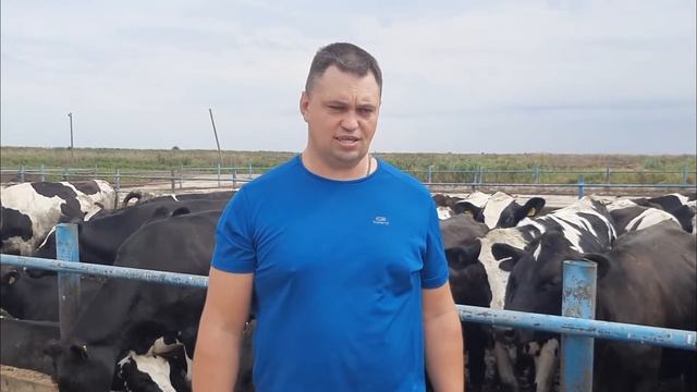 Ацидоз у коров. Ацидоз рубца и профилактика ацидоза. смотреть онлайн