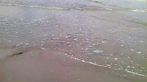 Анапа медузы в сентябре чёрное море