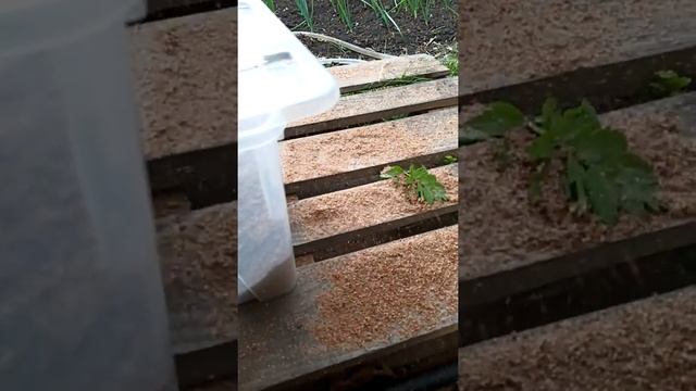 Как просеить семена амаранта смотреть онлайн