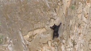 Медведи не только по деревьям лазят.