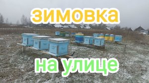 Сколько рамок оставить пчёлам для зимовки на улице.