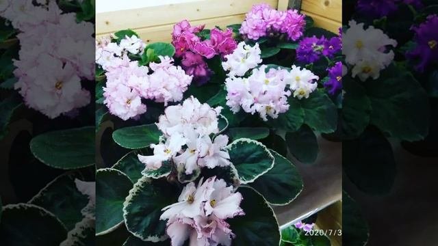 # Фиалки самые красивые
