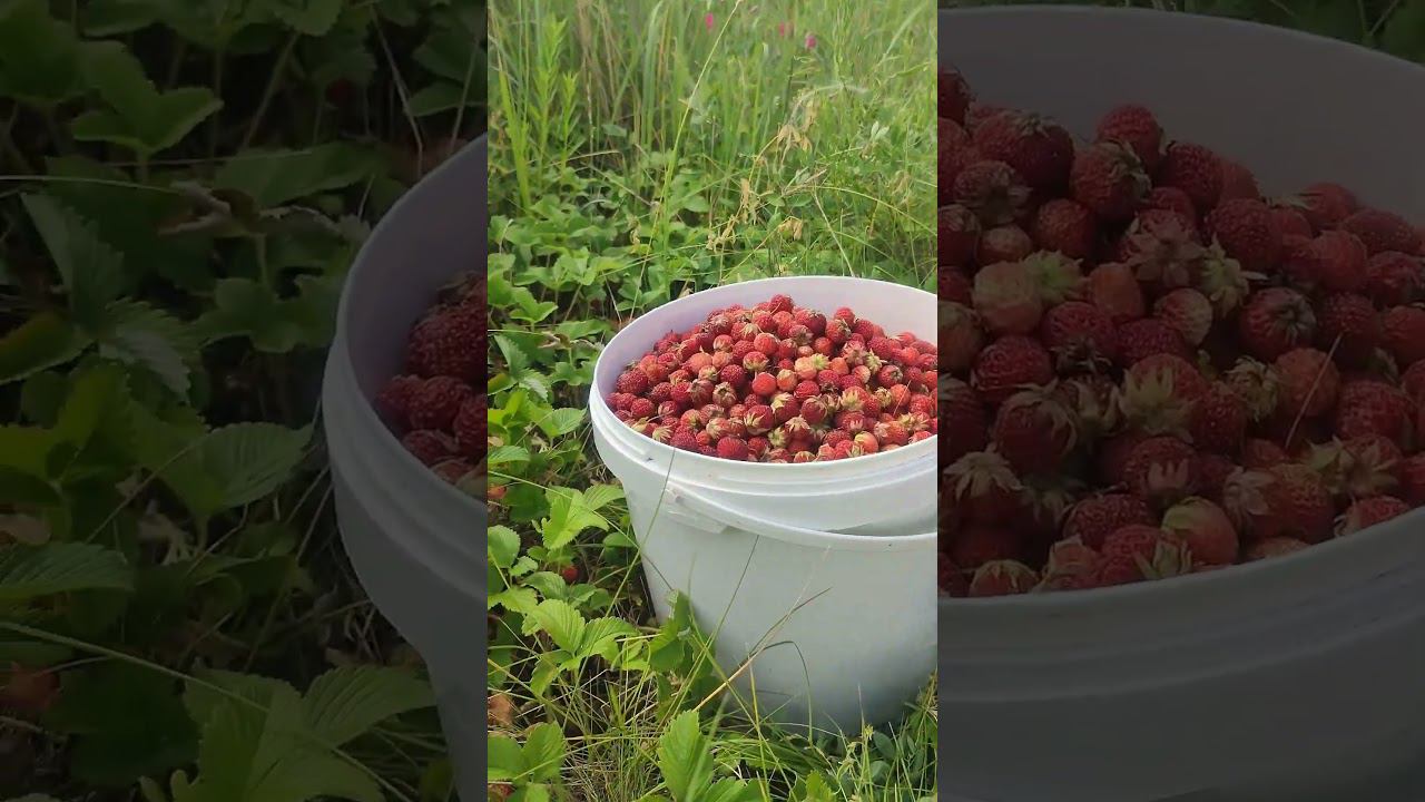 За ягодой смотреть онлайн