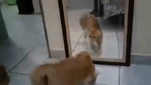 Котик очень сильно испугался не зря говорят "от страха обкакался".