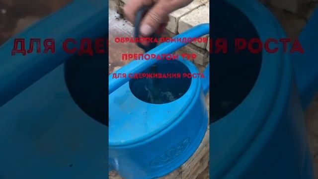 Обработка помидоров препаратом ТУР