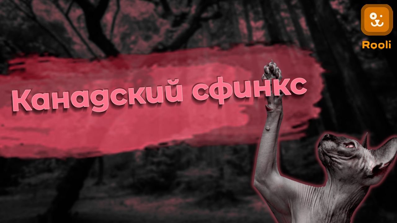 Канадский сфинкс