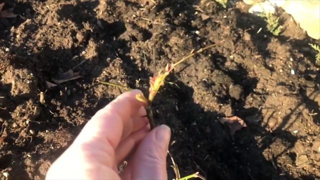 Я СОШЛА С УМА, посевы в теплицу в январе смотреть онлайн