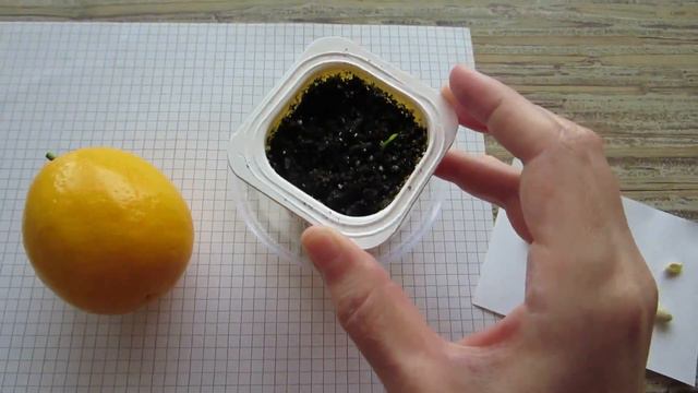Как вырастить лимон из косточки в домашних условиях? Советы и рекомендации