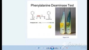 BIOCHEMICAL TEST  OF BACTERIA ,MICROBIOLOGY PRECTICAL EXAM (professional mbbs exam)