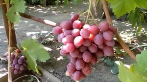 Виноград  УЛЬТРАранний ЗОРЕНЬКА  2021год.