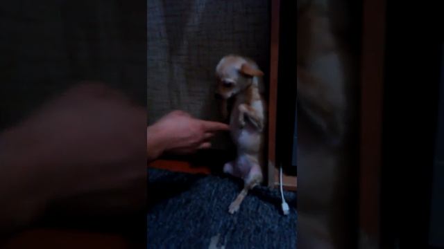 МЕГА СМЕШНАЯ СОБАКА РЖАКА КОНФФЕКА смотреть онлайн