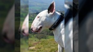 Бултерьер история собаки