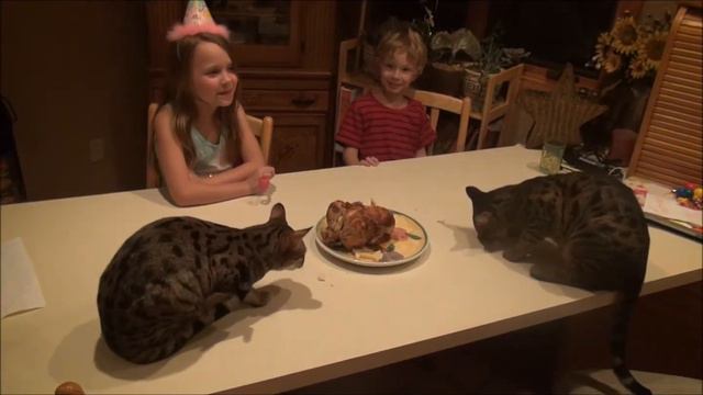 Savannah cats Samson and Lilah's first BD and BD chicken смотреть онлайн