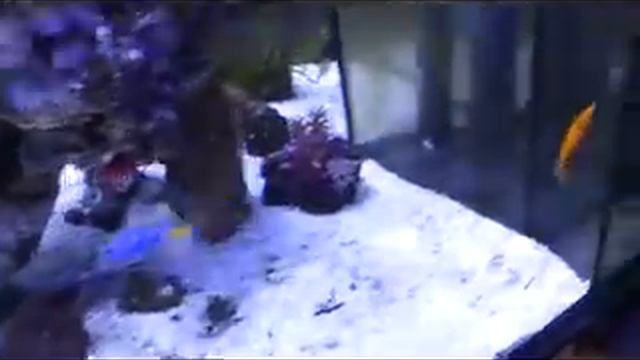 Моллинезия Велифера в МОРСКОМ РИФЕ смотреть онлайн