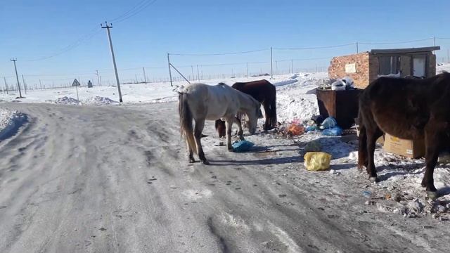 кто сказал что лошади только траву едят смотреть онлайн